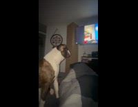 Dog sit on bed watch Daily Dose