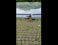 Bird blocks another bird near the lake