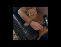 Orange cat wants massage gun on body