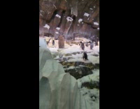 Guy saw large gray penguin sea world