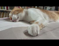Cat wakes up and rolls off bed