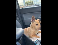 Dog stung by bee looks like Scrappy Doo