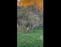 Collab Clips MPUGC - Woman sees gaze of racoons on neighbors house