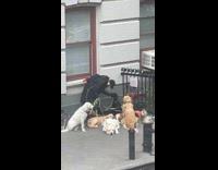 Collab WINY - Woman with multiple dogs pets black dog