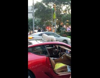 Collab WINY - White dog lays down on top of parked red car roof in front of yellow bus