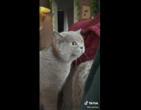 Cat hisses and growls on the couch