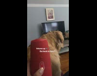 Golden retriever makes a reaction at portable speaker sound