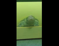Large turtle swims underwater inside tank 