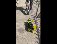Dog with black green yellow fur color