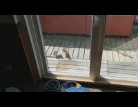 Two young squirrel lay on wooden balcony 