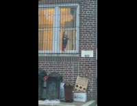 Baby is locked outside between a window and window gate