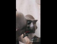 Grey dog eats starbucks puppuccino green cup 