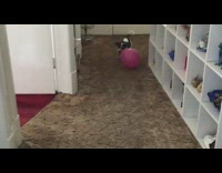 Small Dog Runs Across Room with Pink Balloon