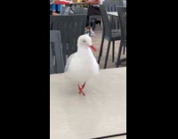 Collab Clips MPUGC - Man feeds seagull with no feet 