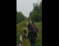 Group of people walk llamas on leashes 