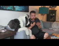 Large black white dog licks sauce guy