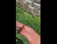 Small salamander with lady bug on head