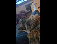 Cat letting out squeak while purring 