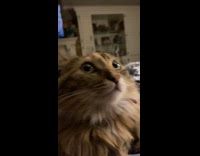 Woman laughing with cat sitting on stomach