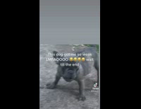 Pug puppy bark scared screams when approached