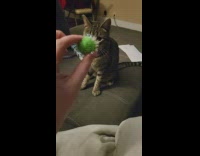 Cat fetch green ball toy living room