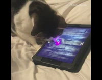 Black white cat playing rat game on ipad 