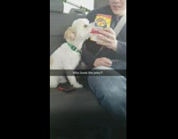 Who Loves The Jerky White Dog In Car