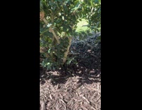 Woman laugh at bird stare at her