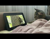 Pet cat watches animal documentary in a tablet Part 1
