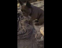 (ClipsIG Wins A687677705213736) Collab DogIG - Man puts a small mic near his dogs butt