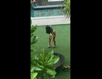 Black shirt girl practices tiktok grass pool