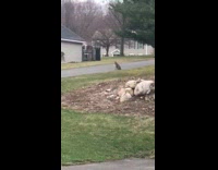 Bobcat watches dog walking around outside 