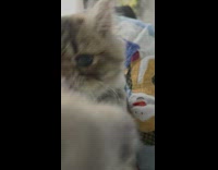 Kitten stretches paws toward camera