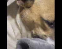 Dog sucks own blanket to calm self