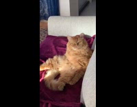 Orange cat sit on purple towel sofa