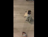 Pug dog under black yellow bed guy