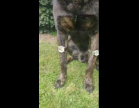 Two large dogs watches guns medicine 