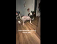 Woman comes home to bald dog