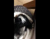 Black white dog under grey paw blanket 