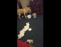 Dog slightly nervous check bucket with plastic