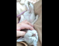 Collab PLC - Kitten gets comfortable while getting belly rubs