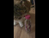Cat licks empty bottle