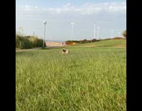 Brown white black corgi dog fetch ball 