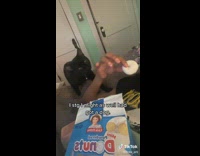 Black cat gets close and wants white donut