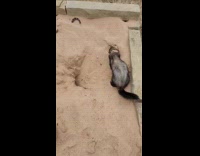 Ferret comes out from sandbox hole