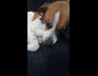 Brown white dog snore whistles on sofa