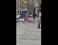 Pigeon among prop toy pigeons on street