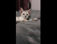 Cat lying on bed staring at camera