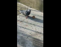 Pigeon pecking at meatball on floor