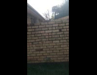 Black dog jumps over the brick wall